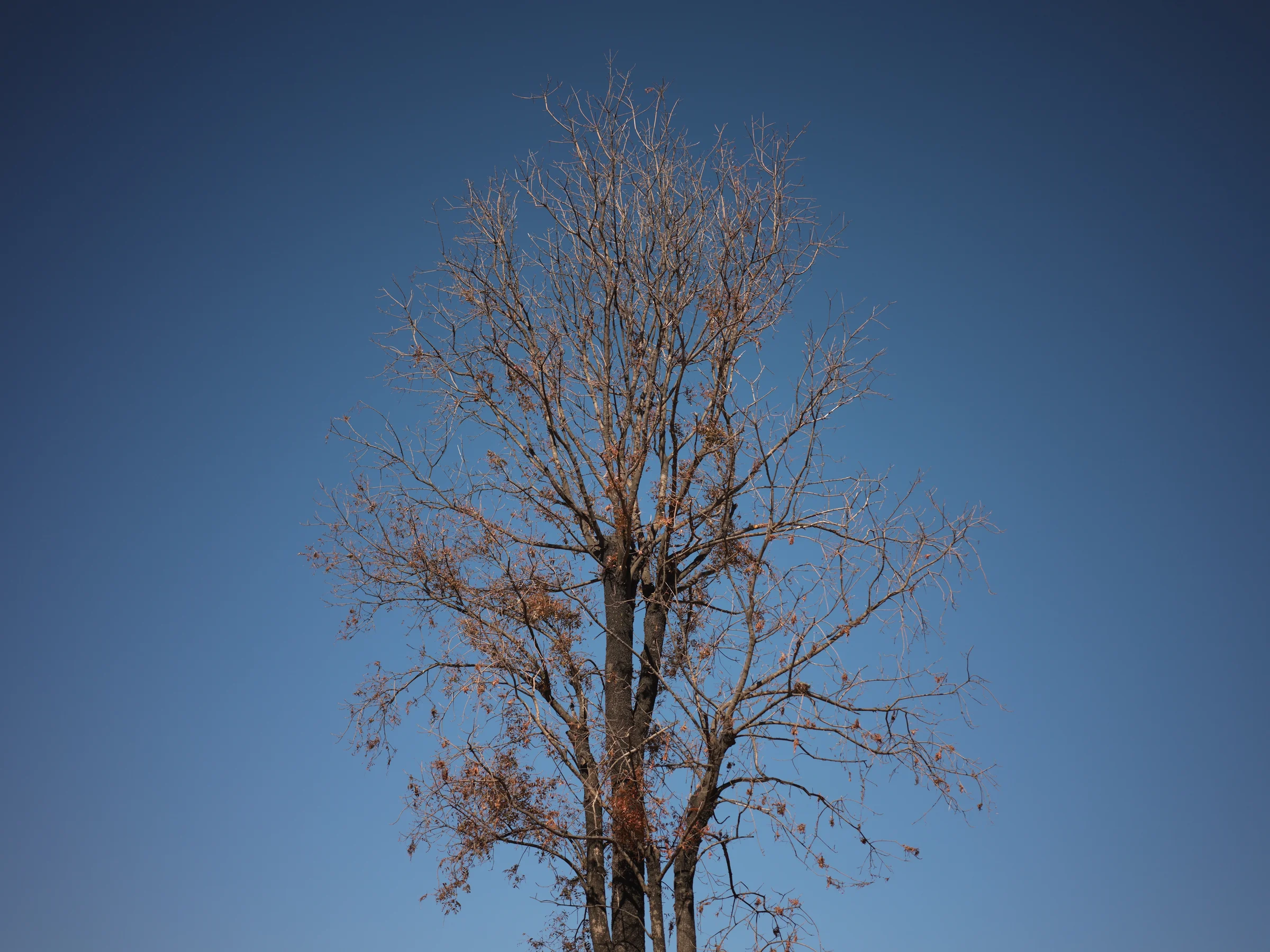 img-4817